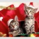 Joyeux No�l !