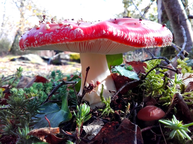 juju93_champignon1.jpg