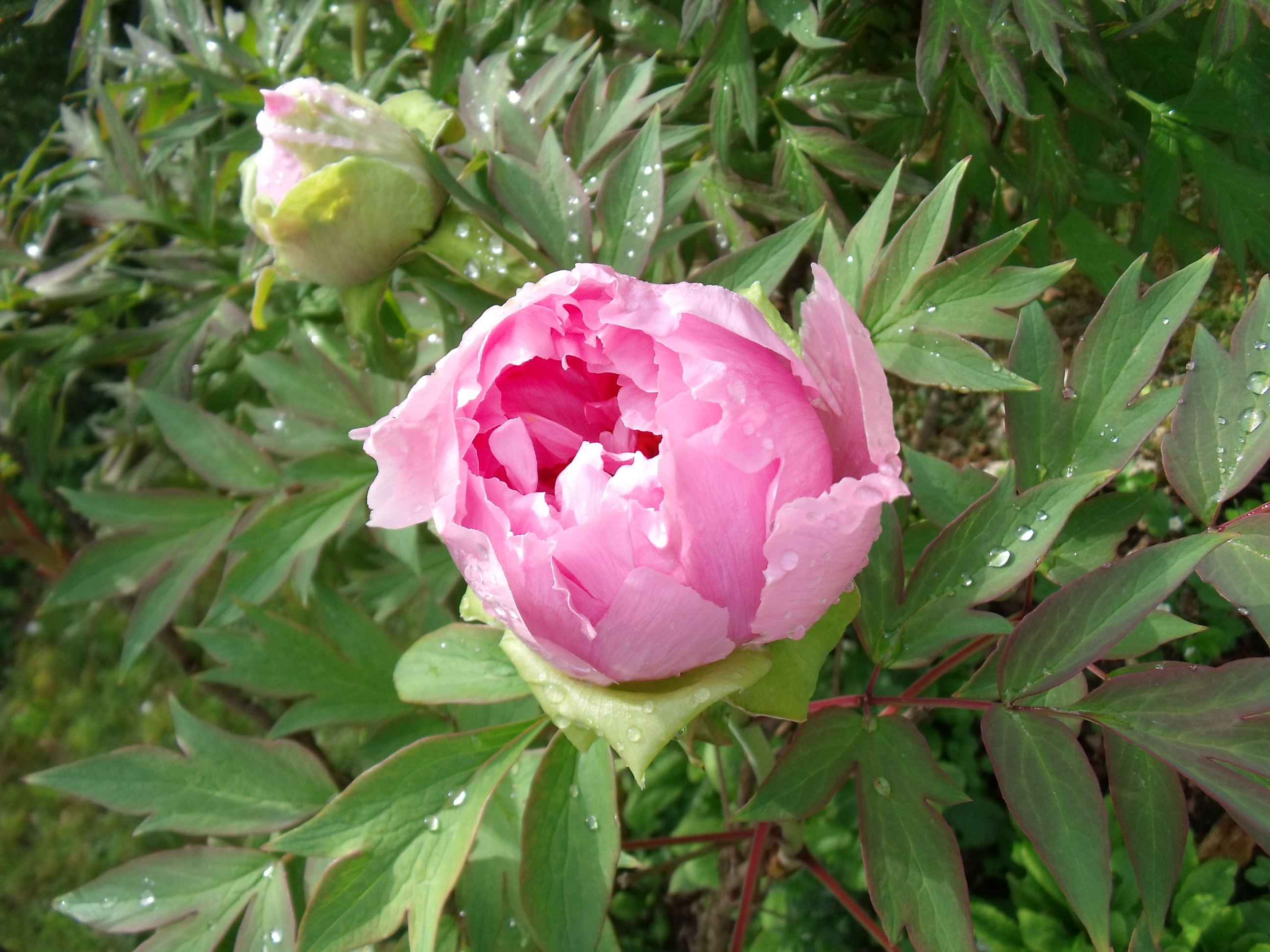 pivoine
