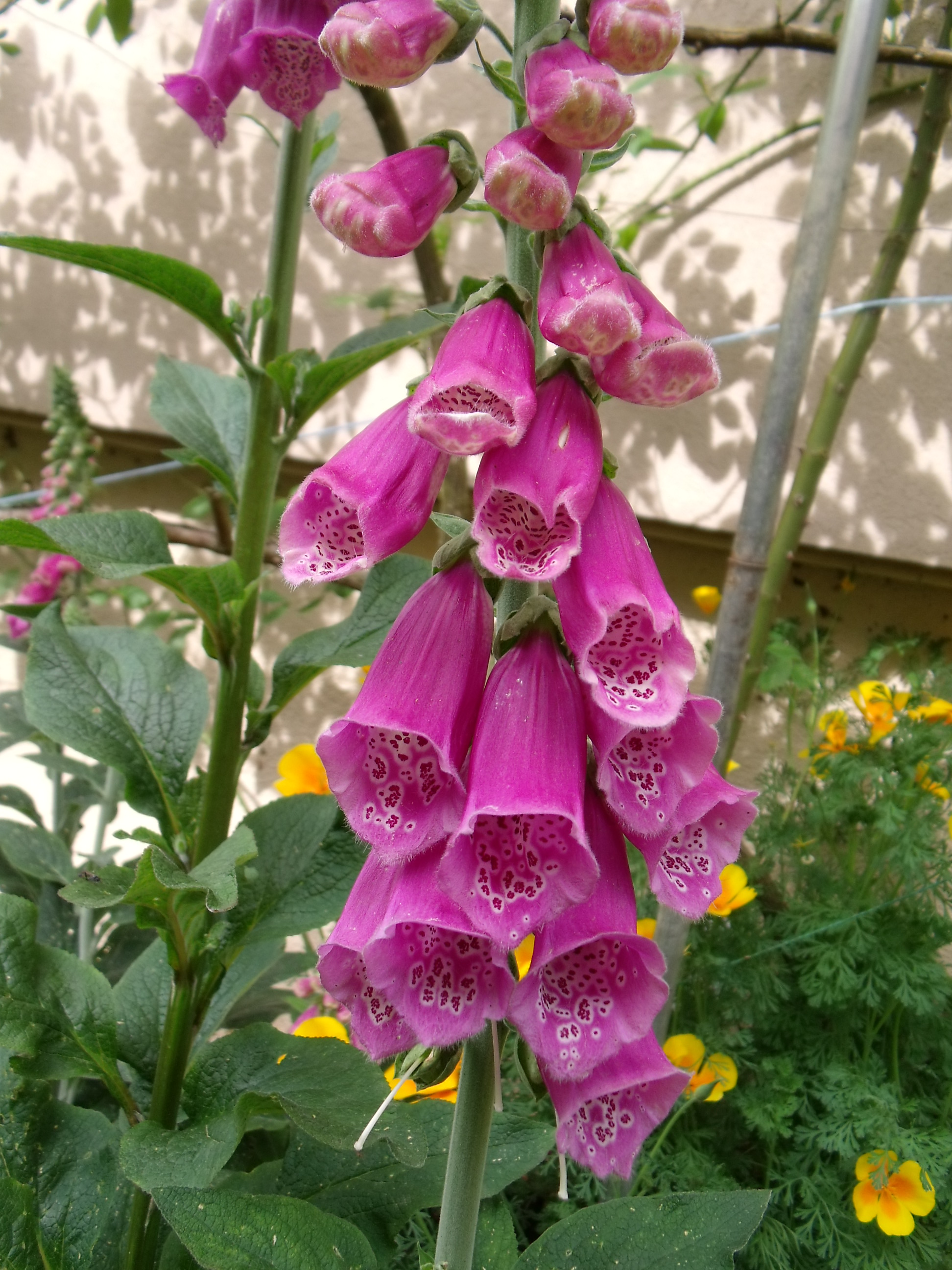 fleur